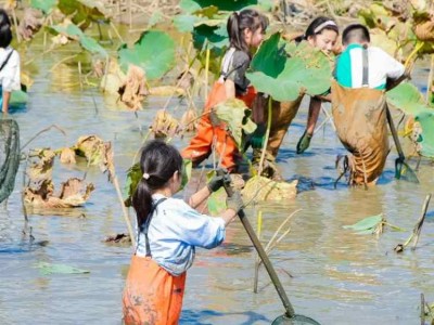 苏州研学基地趣味挖藕三六六社会实践邀你共赴田野体验探秘之旅